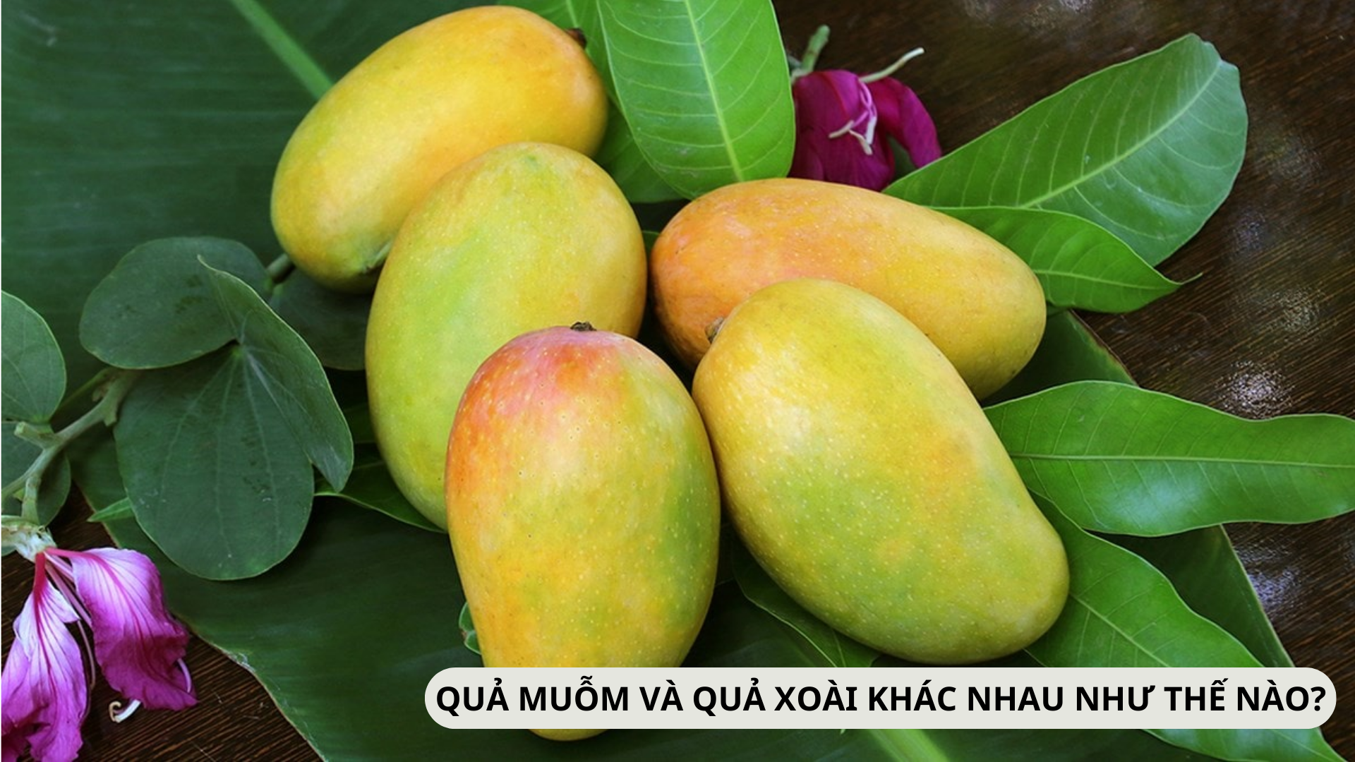 Quả muỗm và quả xoài có gì khác nhau?