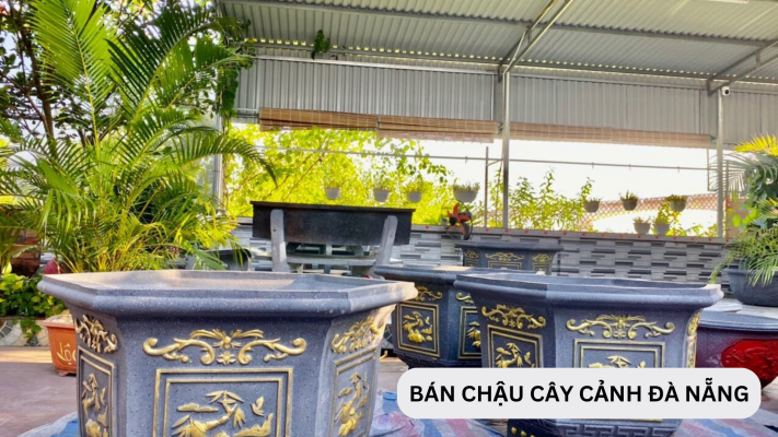 Tại Đà Nẵng, có địa chỉ nào bán chậu cây cảnh đẹp và giá rẻ?