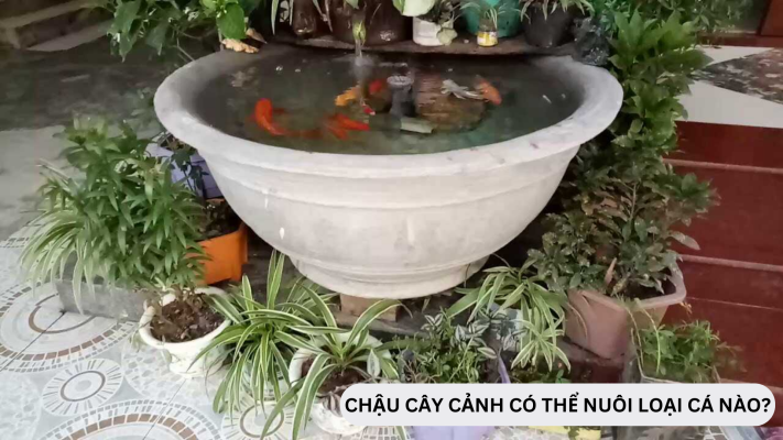 Chậu cây cảnh có thể nuôi loại cá nào?