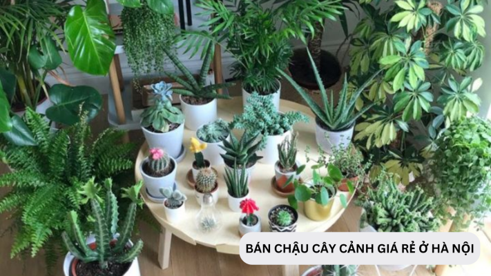 Những shop bán chậu cây cảnh mini Hà Nội giá rẻ