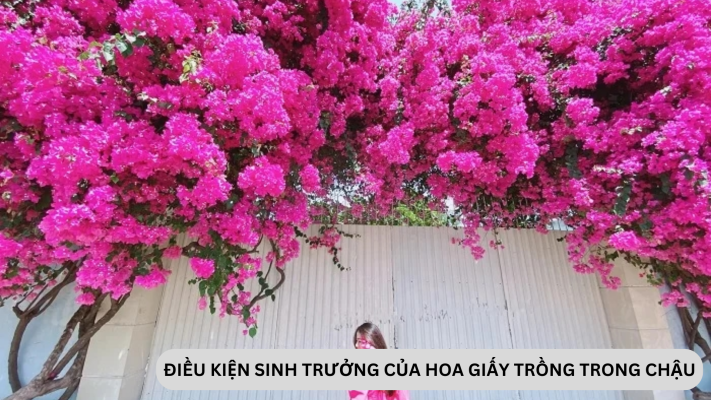 Điều kiện sinh trưởng của cây hoa giấy trồng trong chậu