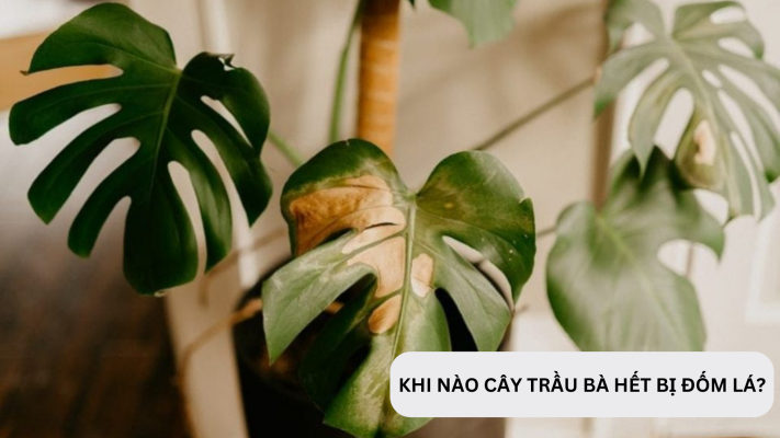 Khi nào cây trầu bà hết bị bệnh đốm lá?