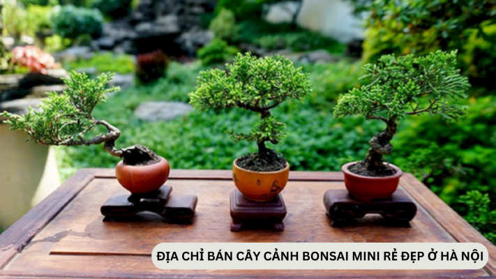 Địa chỉ bán cây cảnh bonsai mini rẻ, đẹp ở Hà Nội