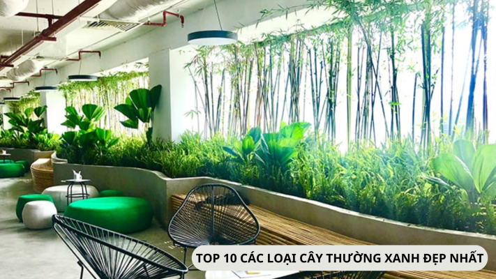 Top 10 loại cây thường xanh đẹp nhất