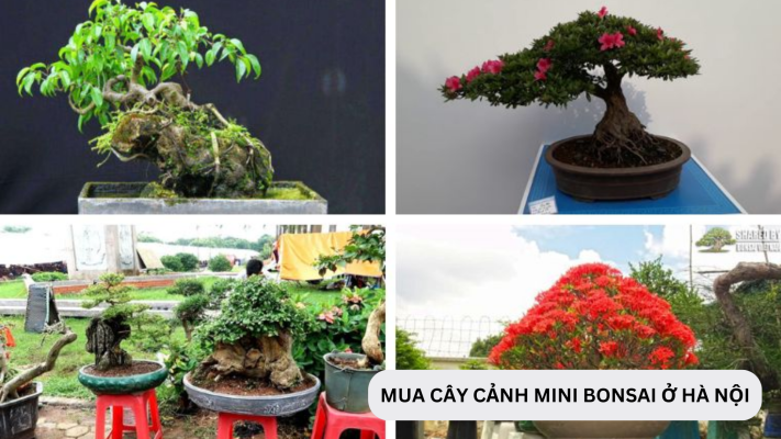 Mua cây cảnh bonsai mini ở Hà Nội