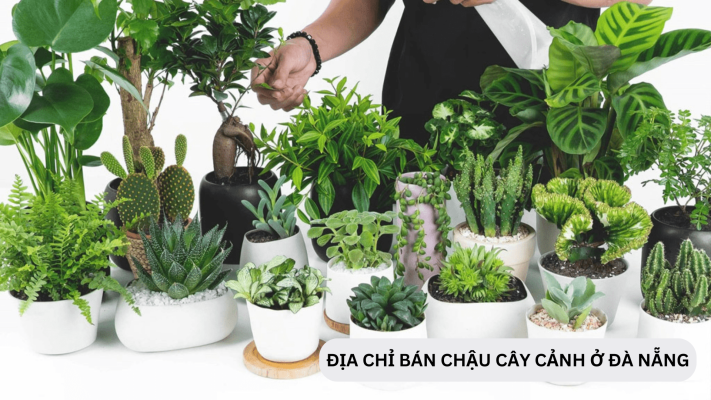 Những địa chỉ bán chậu cây cảnh Đà Nẵng đẹp