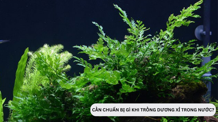 Cần chuẩn bị những gì khi trồng cây dương xỉ thủy sinh?