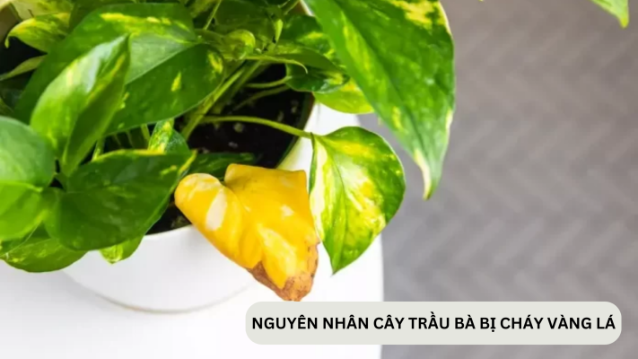 Nguyên nhân cây Trầu Bà bị đốm lá và cách khắc phục