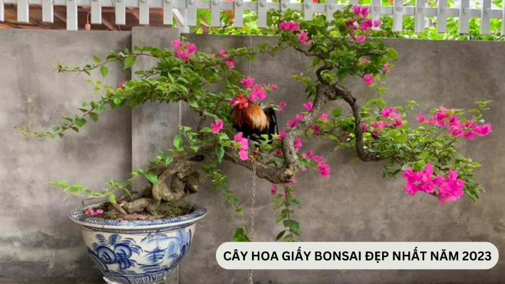  CÂY HOA GIẤY BONSAI ĐẸP NHẤT NĂM 2023