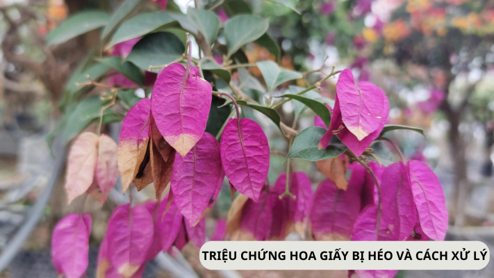 Triệu chứng cây hoa giấy bị héo lá và cách xử lý