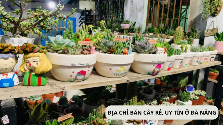 Những địa chỉ bán cây cảnh giá rẻ, uy tín nhất Đà Nẵng