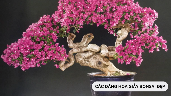 Các thế hoa giấy bonsai có kiểu dáng đẹp thu hút