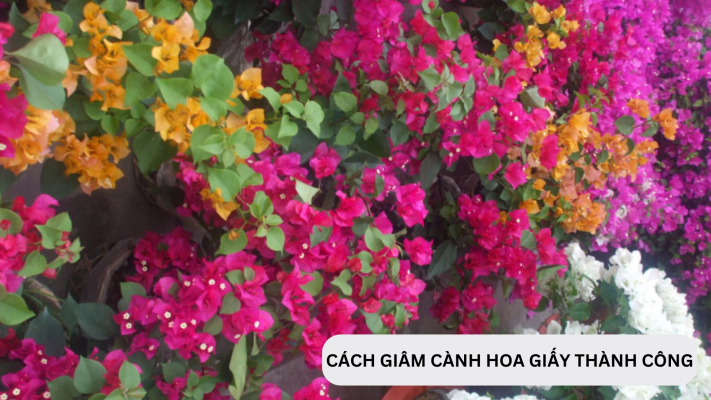 Cách giâm cành hoa giấy đơn giản