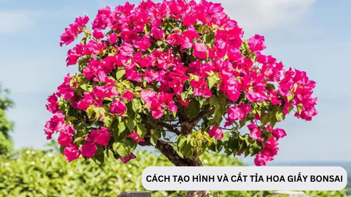 Làm thế nào để tạo hình dáng và cắt tỉa hoa giấy bonsai?