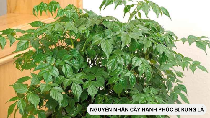 Đặc điểm, cách chăm sóc cây hạnh phúc bị rụng lá