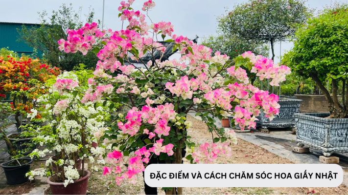 Cách chăm sóc và ý nghĩa của hoa giấy Nhật