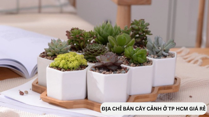 Những địa chỉ bán chậu cây cảnh ở TPHCM giá rẻ