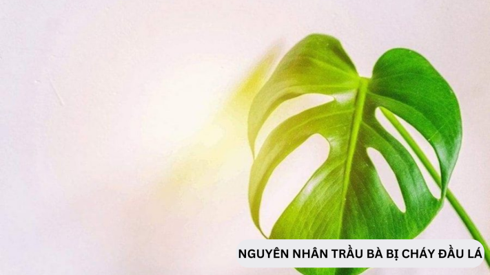 Nguyên nhân và cách phòng trừ trầu bà bị cháy đầu lá