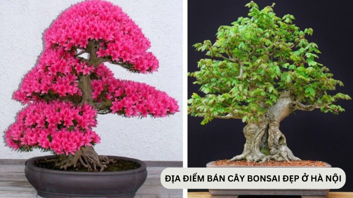 Địa điểm bán cây cảnh bonsai mini đẹp ở Hà Nội