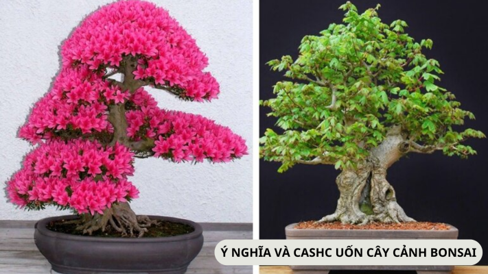 Ý nghĩa và cách uốn cây cảnh bonsai đẹp thu hút