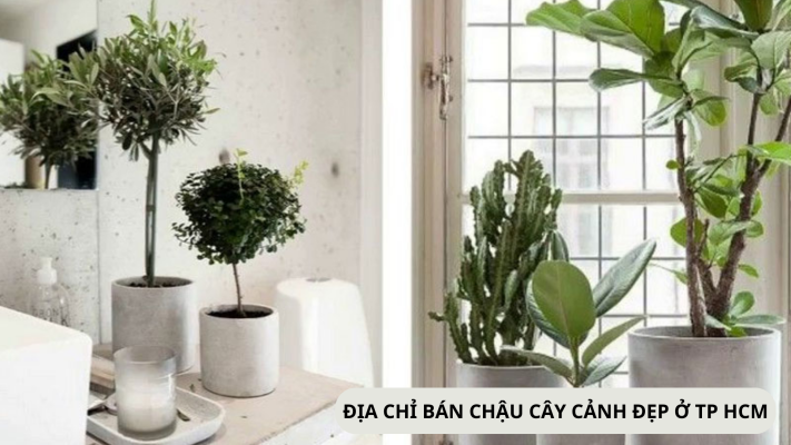 Địa chỉ bán chậu cây cảnh đẹp tại TPHCM giá rẻ