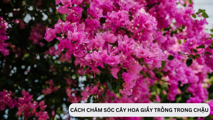 Điều kiện sinh trưởng của hoa giấy trồng trong chậu