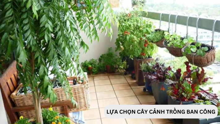 Lựa chọn các loại cây cảnh trồng ban công