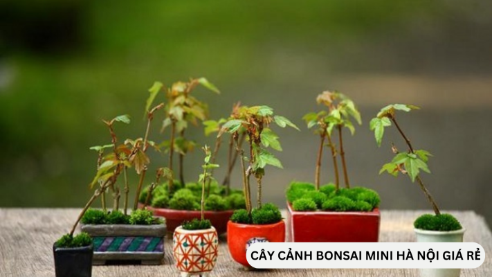 Địa điểm bán cây cảnh bonsai mini đẹp ở Hà Nội