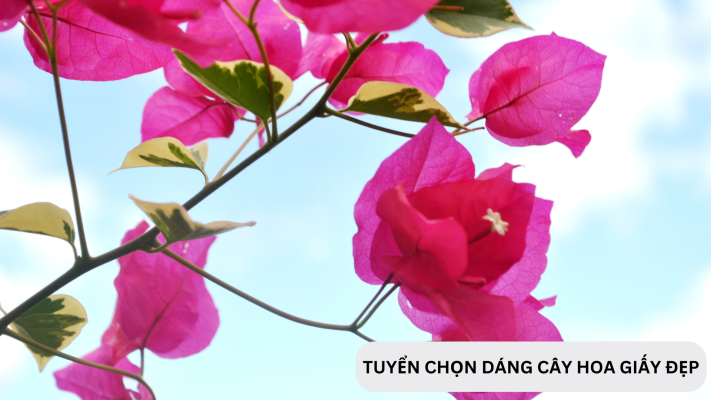 Tuyển chọn các thế cây hoa giấy bonsai có kiểu dáng đẹp 