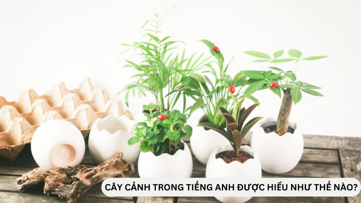 Cây cảnh trong tiếng Anh được hiểu như thế nào?