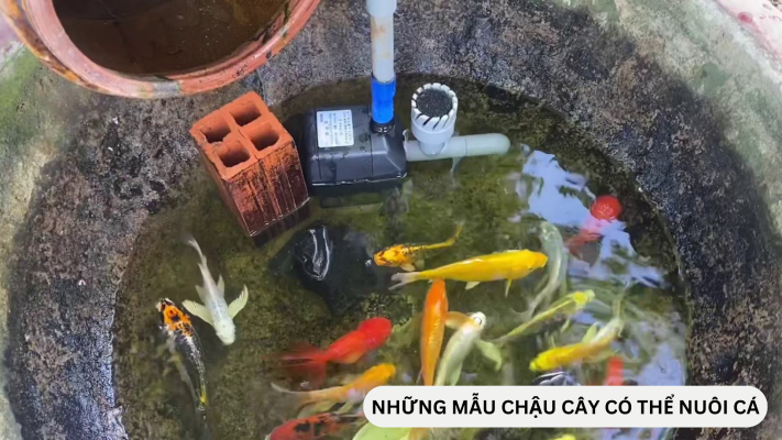 Những mẫu chậu cây cảnh có thể nuôi cá được