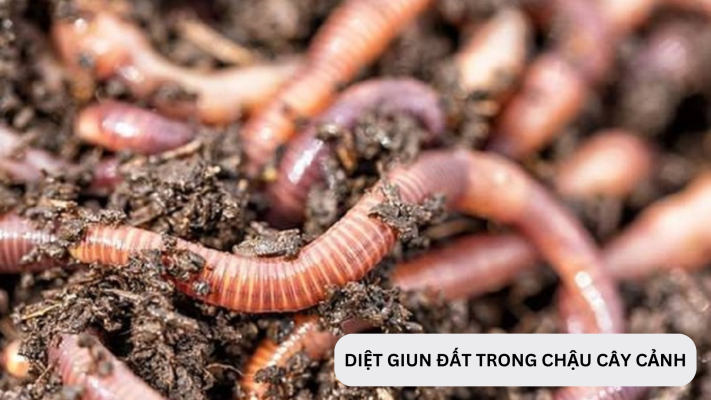 Cách diệt con giun đất trong chậu cây cảnh 