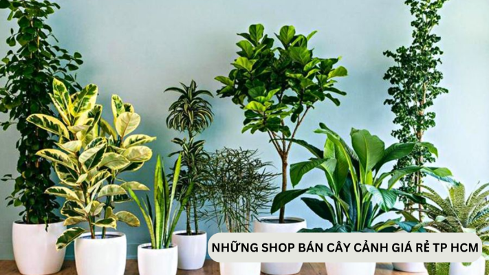 Những shop bán chậu cây cảnh ở TPHCM giá rẻ