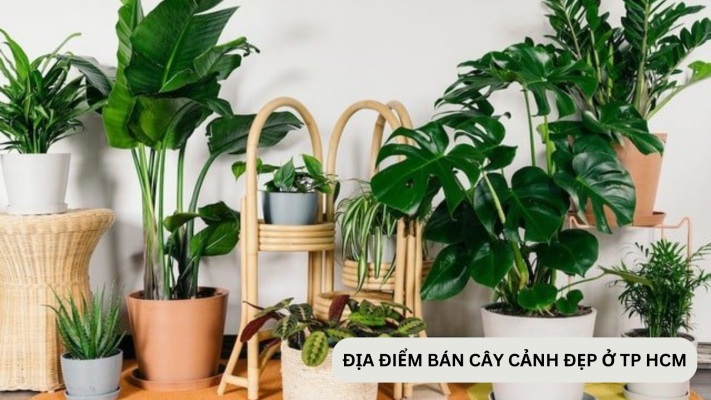 Những địa chỉ bán chậu cây cảnh tại TPHCM giá rẻ