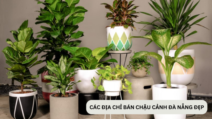 Các địa chỉ bán chậu cây cảnh Đà Nẵng đẹp