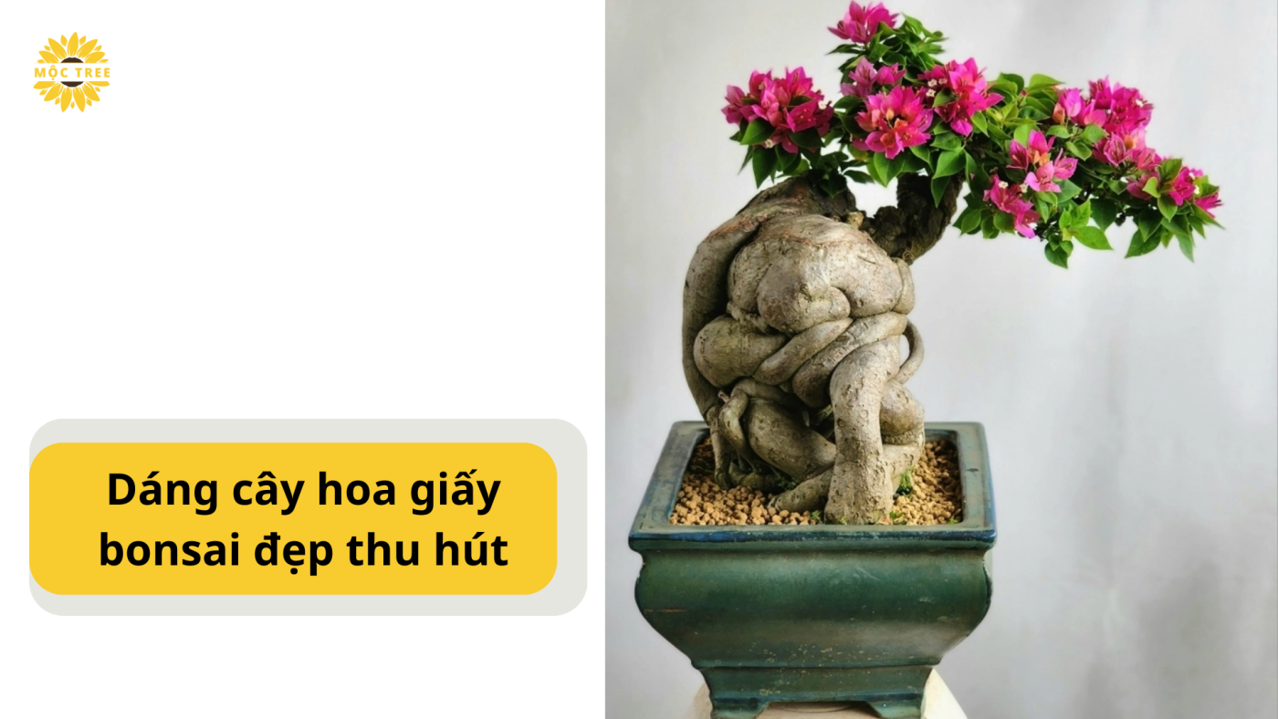 Dáng cây hoa giấy bonsai đẹp thu hút (1)