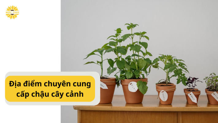 Địa điểm chuyên cung cấp chậu cây cảnh