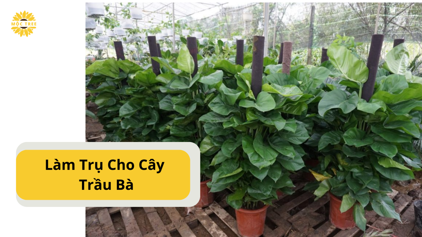 Làm Trụ Cho Cây Trầu Bà