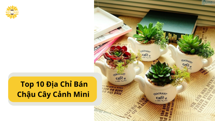 Top 10 Địa Chỉ Bán Chậu Cây Cảnh Mini