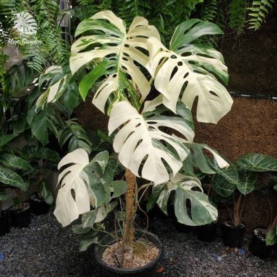 Trầu Bà lá xẻ đột biến (Variegated Monstera deliciosa)