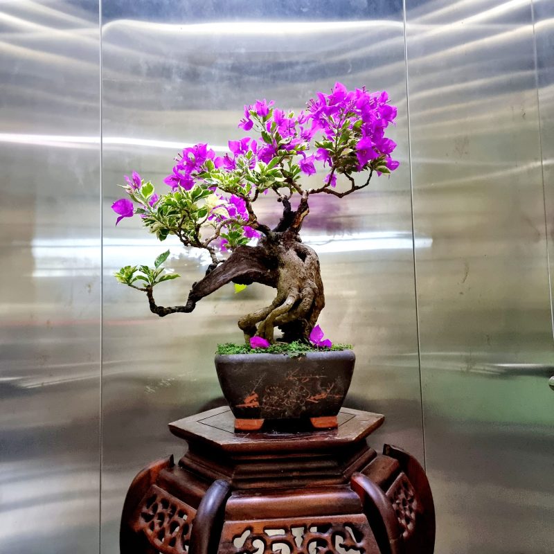 bonsai hoa giấy để bàn mẫu 8