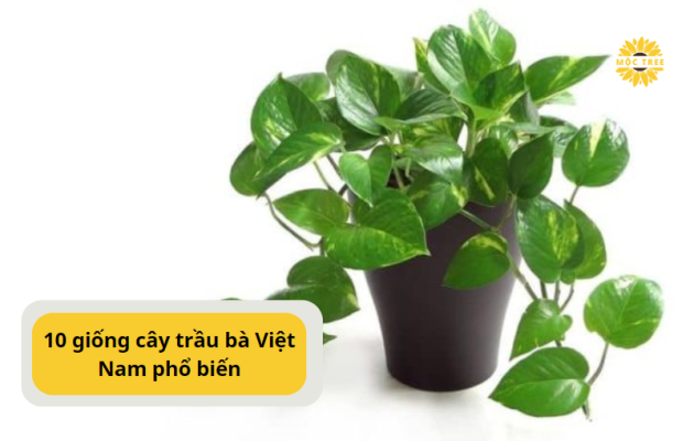 10 giống cây trầu bà Việt Nam phổ biến