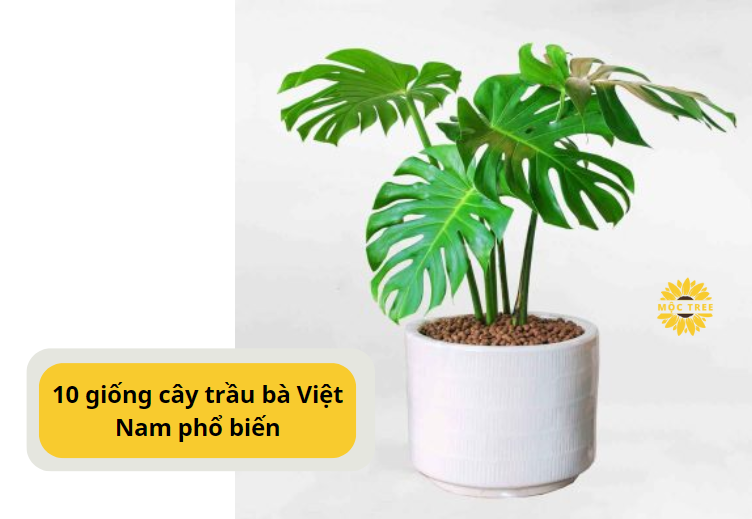 10 giống cây trầu bà Việt Nam phổ biến