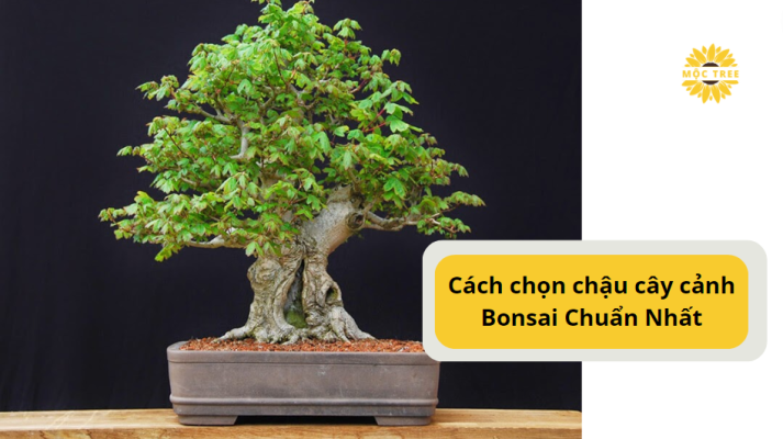 Cách chọn chậu cây cảnh Bonsai Chuẩn Nhất