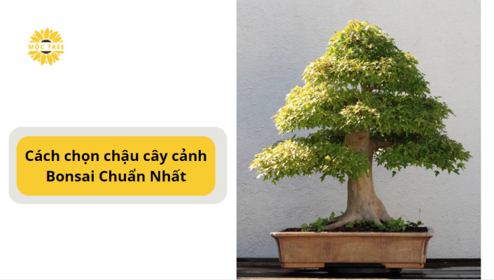 Chậu cây cảnh Bonsai