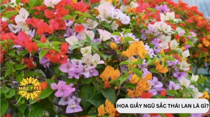 Cây hoa giấy ngũ sắc Thái Lan là gì