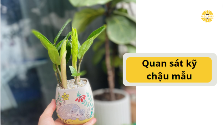 Quan sát kỹ chậu mẫu